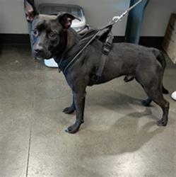 Shelter Stray Male Dog last seen , West Valley Animal Shelter, 20655 Plummer St, Chatsworth, CA 91311, USA
