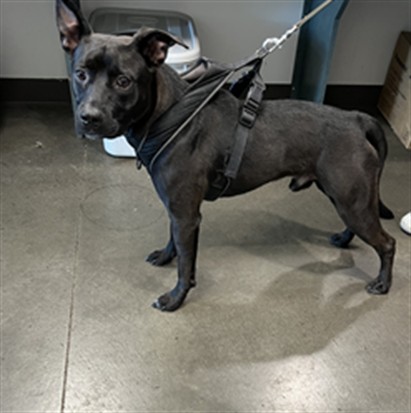 Shelter Stray Male Dog last seen , West Valley Animal Shelter, 20655 Plummer St, Chatsworth, CA 91311, USA