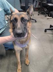 Shelter Stray Female Dog last seen , West Valley Animal Shelter, 20655 Plummer St, Chatsworth, CA 91311, USA