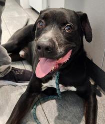 Shelter Stray Male Dog last seen ARCHER AND QUEBEC, 2080 S Quebec St, Denver, CO 80231, USA
