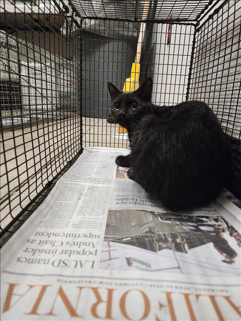 Shelter Stray Unknown Cat last seen , West Valley Animal Shelter, 20655 Plummer St, Chatsworth, CA 91311, USA