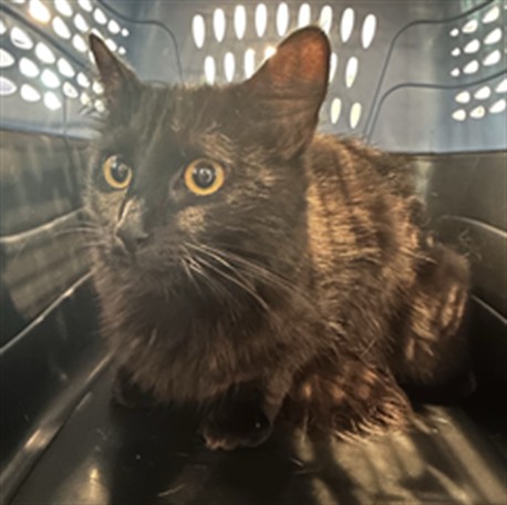 Shelter Stray Female Cat last seen Near BLOCK POPULAR ST, 2080 S Quebec St, Denver, CO 80231, USA