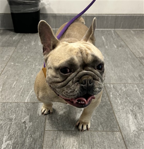 Shelter Stray Male Dog last seen Near BLOCK E 13TH AVE, AURORA CO 80011 6842, 2080 S Quebec St, Denver, CO 80231, USA