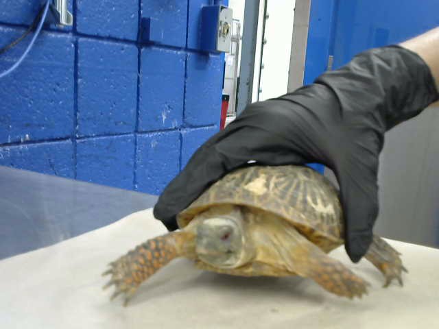 Shelter Stray Female Other last seen Near BLOCK CATALONIA NW, 8920 Lomas Blvd NE, Albuquerque, NM 87112, USA