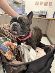 Shelter Stray Female Dog last seen , 14409 Vanowen St, Van Nuys, CA 91405, USA