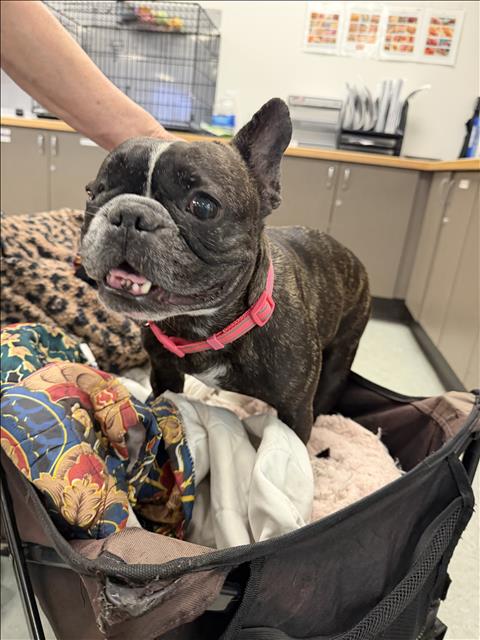 Shelter Stray Female Dog last seen , 14409 Vanowen St, Van Nuys, CA 91405, USA