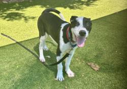 Shelter Stray Male Dog last seen , 14409 Vanowen St, Van Nuys, CA 91405, USA