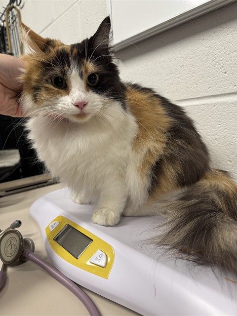 Shelter Stray Female Cat last seen OFALLON, 4850 Mid Rivers Mall Dr, St Peters, MO 63376, USA