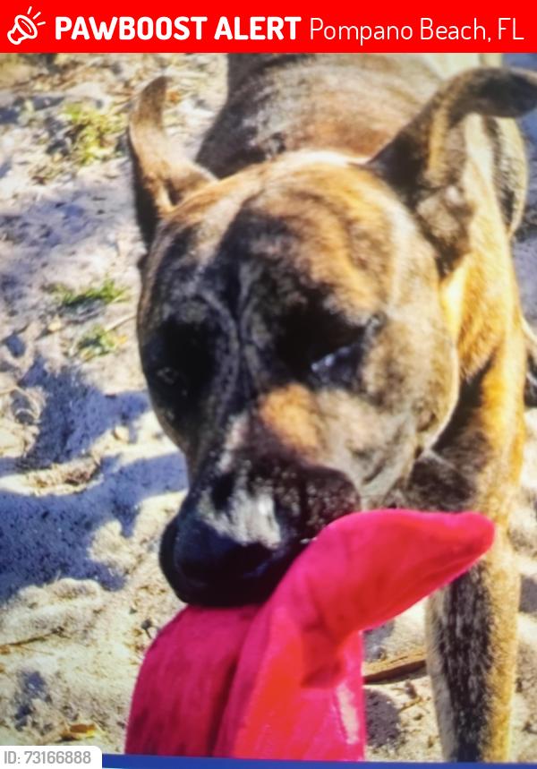 Lost Male Dog last seen value pawn shop ne 33td, Pompano Beach, FL 33064