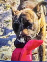 Lost Male Dog last seen value pawn shop ne 33td, Pompano Beach, FL 33064