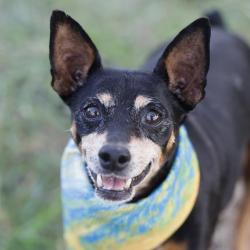 Shelter Stray Female Dog last seen Near BLOCK SYCAMORE COVE, 4710 TX-151, San Antonio, TX 78227, USA