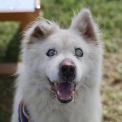 Shelter Stray Male Dog last seen KNOLLCREEK, 4710 TX-151, San Antonio, TX 78227, USA