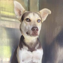 Shelter Stray Male Dog last seen Near BLOCK LEMUR, 4710 TX-151, San Antonio, TX 78227, USA