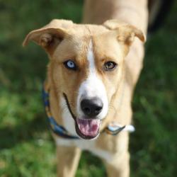 Shelter Stray Female Dog last seen Near BLOCK NORTHWESTERN DR, 4710 TX-151, San Antonio, TX 78227, USA