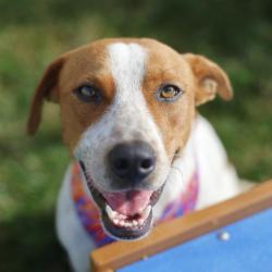 Shelter Stray Male Dog last seen Near BLOCK NORTHWESTERN DR, 4710 TX-151, San Antonio, TX 78227, USA