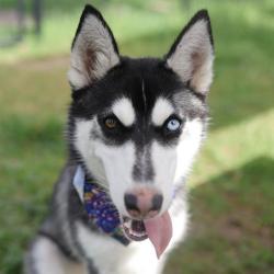 Shelter Stray Female Dog last seen Near BLOCK W MAYFIELD BLVD, 4710 TX-151, San Antonio, TX 78227, USA