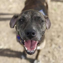 Shelter Stray Female Dog last seen Near BLOCK BELDEN, 4710 TX-151, San Antonio, TX 78227, USA