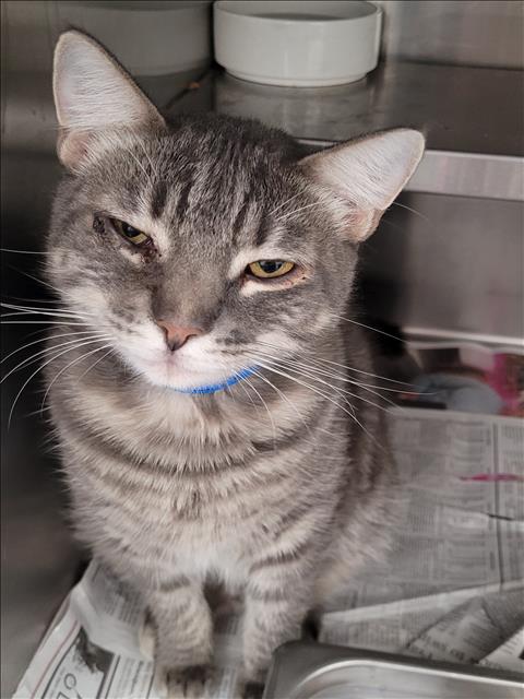 Shelter Stray Male Cat last seen , 1850 W 60th St, Los Angeles, CA 90047, USA