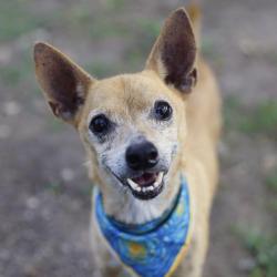 Shelter Stray Male Dog last seen Near BLOCK LAKEBRAIER, 4710 TX-151, San Antonio, TX 78227, USA