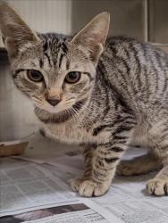 Shelter Stray Female Cat last seen , 1850 W 60th St, Los Angeles, CA 90047, USA