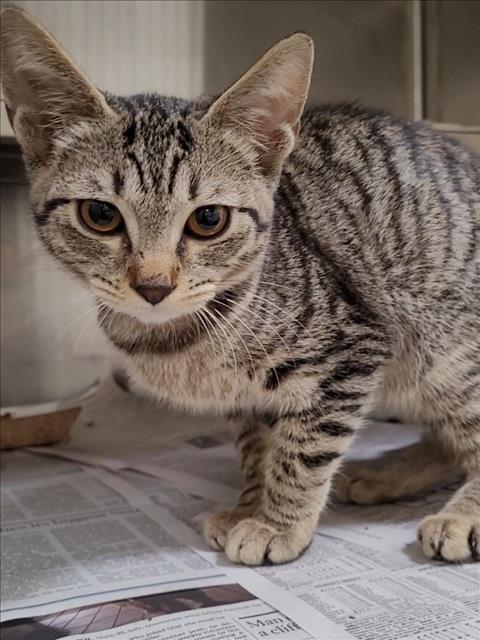 Shelter Stray Female Cat last seen , 1850 W 60th St, Los Angeles, CA 90047, USA