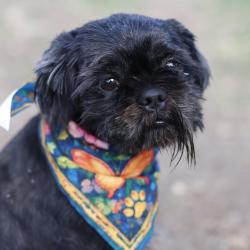Shelter Stray Male Dog last seen , 4710 TX-151, San Antonio, TX 78227, USA