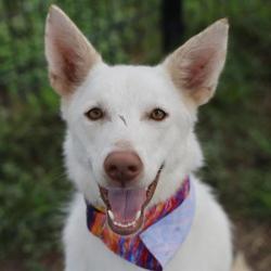 Shelter Stray Female Dog last seen FREDERICKSBURG RD, 4710 TX-151, San Antonio, TX 78227, USA