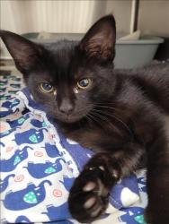 Shelter Stray Female Cat last seen , 1850 W 60th St, Los Angeles, CA 90047, USA