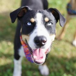 Shelter Stray Male Dog last seen Near BLOCK NORTHWESTERN DR, 4710 TX-151, San Antonio, TX 78227, USA