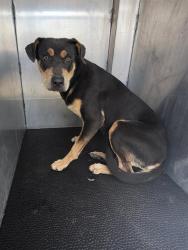 Shelter Stray Female Dog last seen SW 24TH, 4710 TX-151, San Antonio, TX 78227, USA