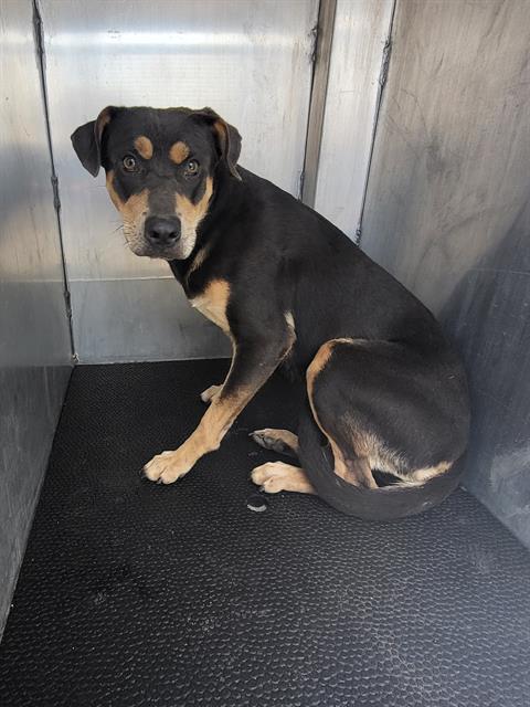 Shelter Stray Female Dog last seen SW 24TH, 4710 TX-151, San Antonio, TX 78227, USA