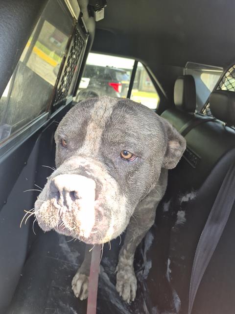 Shelter Stray Male Dog last seen GUS ECKERT RD, 4710 TX-151, San Antonio, TX 78227, USA