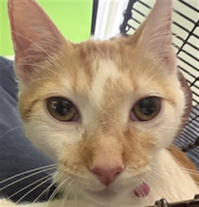 Shelter Stray Unknown Cat last seen , 1850 W 60th St, Los Angeles, CA 90047, USA