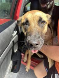 Shelter Stray Female Dog last seen GILBERT GARDEN, 4710 TX-151, San Antonio, TX 78227, USA