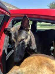 Shelter Stray Male Dog last seen GILBERT GARDEN, 4710 TX-151, San Antonio, TX 78227, USA
