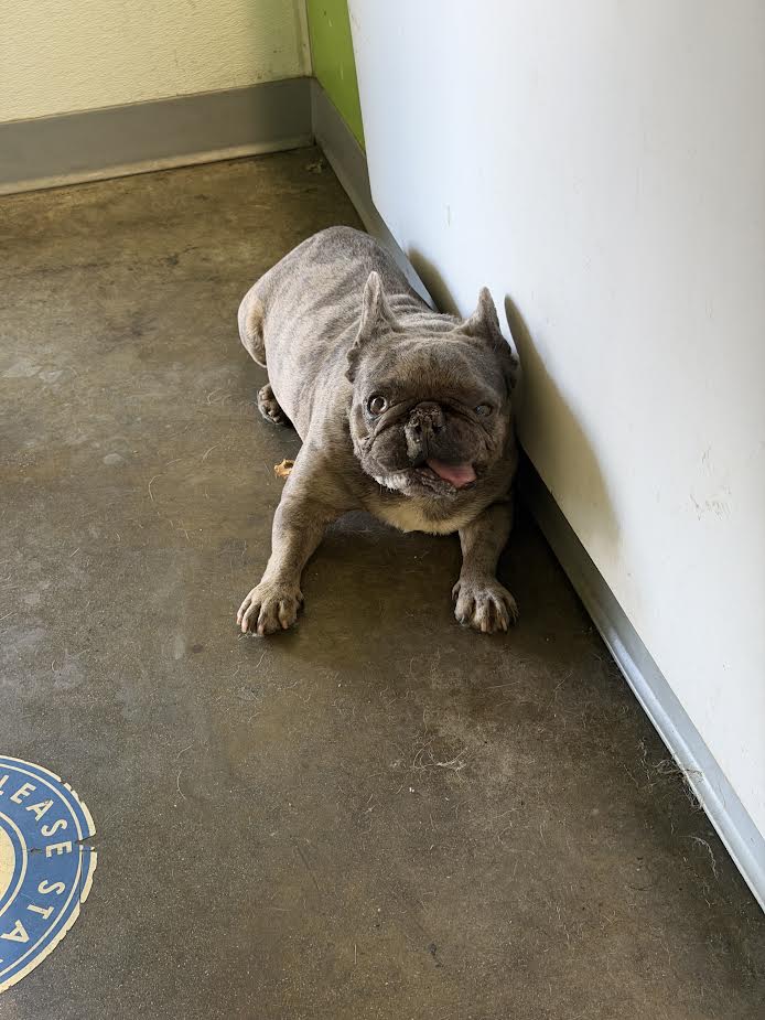 Shelter Stray Male Dog last seen , 1850 W 60th St, Los Angeles, CA 90047, USA