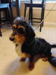 Shelter Stray Female Dog last seen , 4710 TX-151, San Antonio, TX 78227, USA
