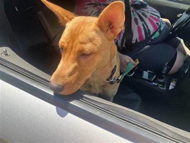 Shelter Stray Female Dog last seen CULEBRA AND CALLAGHAN, 4710 TX-151, San Antonio, TX 78227, USA