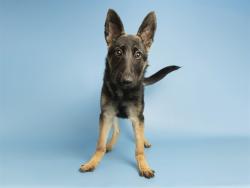 Shelter Stray Female Dog last seen 19TH ST & INDIAN SCHOOL RD, 5501 E Van Buren St, Phoenix, AZ 85008, USA