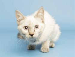 Shelter Stray Female Cat last seen Near BLOCK E EDGEWOOD AVE, 5501 E Van Buren St, Phoenix, AZ 85008, USA