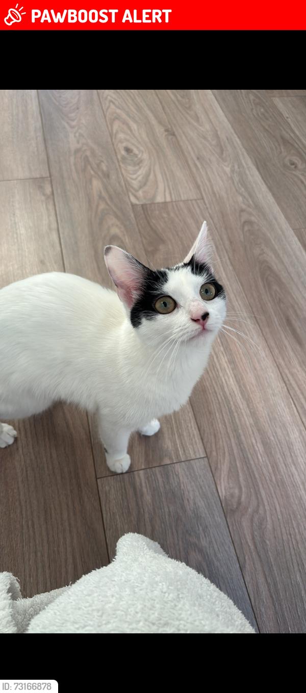 Lost Female Cat last seen Cheviot close, Stockton-on-Tees, England TS23 2QZ