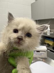 Shelter Stray Female Cat last seen Near, 2600 S Harding St, Indianapolis, IN 46221, USA