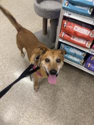 Shelter Stray Male Dog last seen Near, 2600 S Harding St, Indianapolis, IN 46221, USA