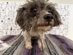 Shelter Stray Female Dog last seen , 957 N Gaffey St, San Pedro, CA 90731, USA