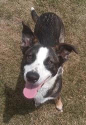 Shelter Stray Female Dog last seen Near, 2600 S Harding St, Indianapolis, IN 46221, USA