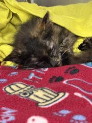 Shelter Stray Female Cat last seen Near, 2600 S Harding St, Indianapolis, IN 46221, USA