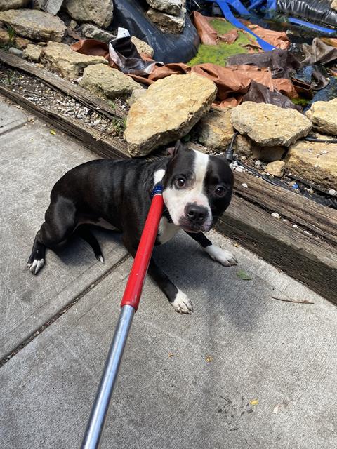 Shelter Stray Male Dog last seen Near, 2600 S Harding St, Indianapolis, IN 46221, USA