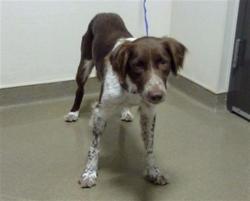 Shelter Stray Female Dog last seen Near BLOCK S ALCOTT ST, DENVER CO 80219, 1241 W Bayaud Ave, Denver, CO 80223, USA