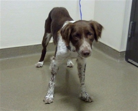 Shelter Stray Female Dog last seen Near BLOCK S ALCOTT ST, DENVER CO 80219, 1241 W Bayaud Ave, Denver, CO 80223, USA