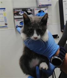 Shelter Stray Male Cat last seen Near BLOCK 2ND ST, 3001 2nd St SW, Albuquerque, NM 87105, USA
